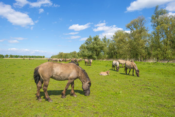 Naklejka na ściany i meble Feral horses in a field in sunlight in spring 