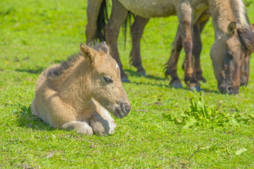 Fototapeta premium Feral horses in a field in sunlight in spring 