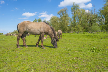 Feral horses in a field in sunlight in spring
