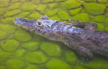 crocodile close-up at the zoo