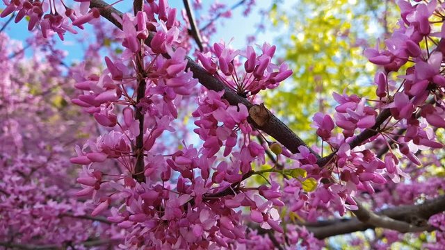 Closeup of pink flower clusters of an Eastern Redbud tree in full bloom. Judas tree or Cercis siliquastrum in spring. Light breeze, sunny day, dynamic scene, 4k video.