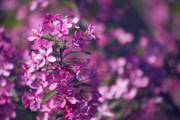 Fototapeta na wymiar branch with pink flowers