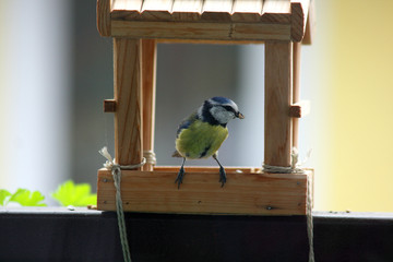 Blaumeise am Vogelhaus, Parus caeruleus