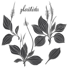 Plantain. Medicinal plant wild field flower.Sketch.Hand drawn silhouette vector illustration, isolated floral elements for design on white background.