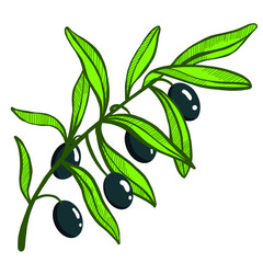 Set of Olive oil and branch of trees. Green plant for healthy diet. Black fruit for cooking food. Engraved hand drawn in old vintage sketch. Vector illustration.