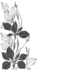 Floral design with plantain on a white background. Vector illustration with place for text.  Greeting card, invitation or isolated elements for design. © maritime_m