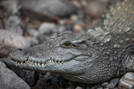 crocodile close-up at the zoo