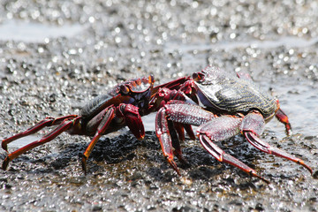 TIERE_4056_rote_Klippenkrabbe