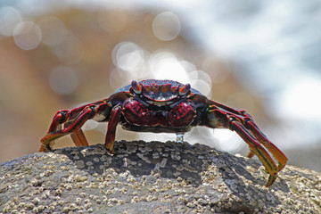 TIERE_4346_rote_Klippenkrabbe