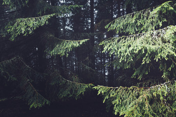 Misty forest on mountain slopes in sunlight.
