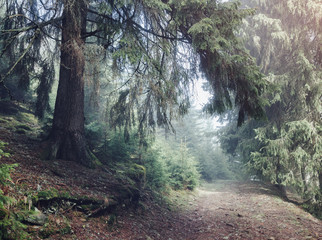 Misty forest on mountain slopes in sunshine. Location: Carpathian, Ukraine, Europe.