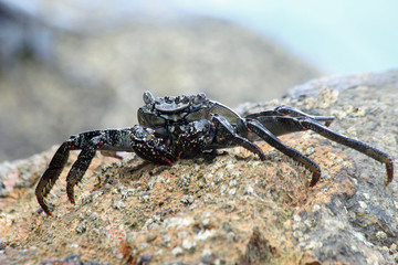 TIERE_4381_rote_Klippenkrabbe