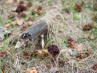 forest mushrooms morels