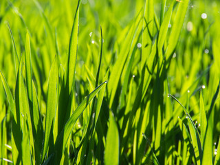Green natural background. Fresh spring grass with drops on natural defocused light green background.