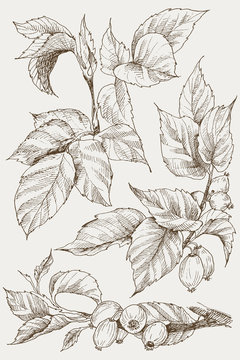 Set of hip rose buds, berry and branches. Vintage botanical engraved illustration. Vector hand drawn natural elements. Sketch style.