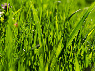 Fototapeta na wymiar Green grass natural background texture.