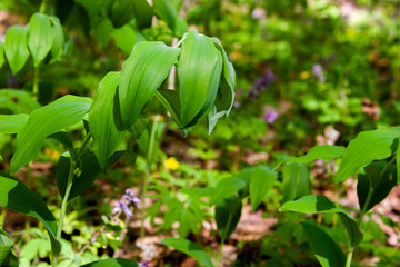 Obraz premium Polygonatum odoratum variegatum fragrant solomon's seal in the summer garden.Green natural background.