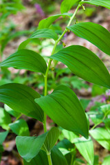 Polygonatum odoratum variegatum fragrant solomon's seal in the summer garden.Green natural background.