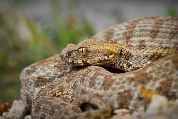 close up of rare Milos viper