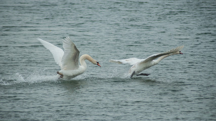 Fototapeta na wymiar portrait of two swan flying in the lake