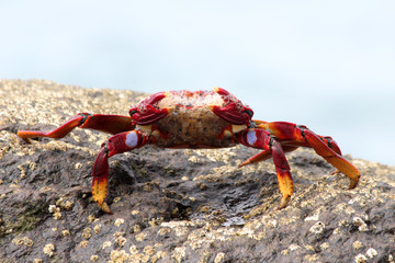 TIERE_4680_rote_Klippenkrabbe