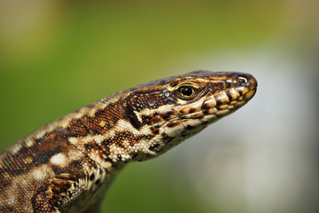 macro portrait of common wall lizard