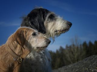 Fototapeta premium Freunde