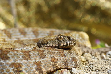 Milos blunt nosed viper, portrait