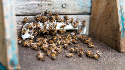 Pszczoły przy ulu - Pasieka - obrazy, fototapety, plakaty