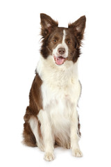 Collie border breed dog isolated on white background