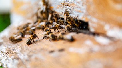 Pszczoły przy ulu - Pasieka