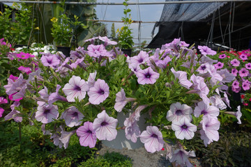 Petunias in hanging pots.( Petunia hybrida Vilm.)
