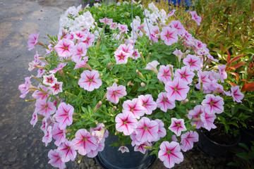 Petunias in hanging pots.( Petunia hybrida Vilm.)