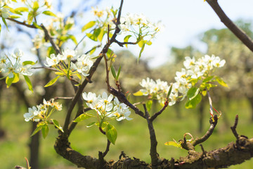 apple garden with blossoming trees