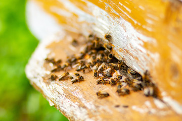 Pszczoły przy ulu - Pasieka © blesz