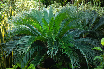 Full-grown tree Cycas revoluta also called sago palm, king sago, sago cycad, Japanese sago palm