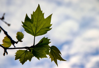 Backlit Green lead with blue cloudy sky in background