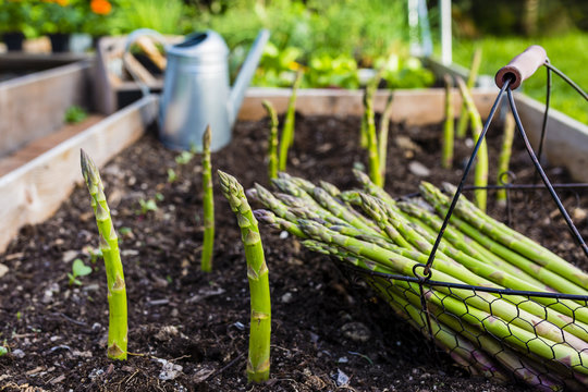 Young Green Asparagus Grown In The Garden.
