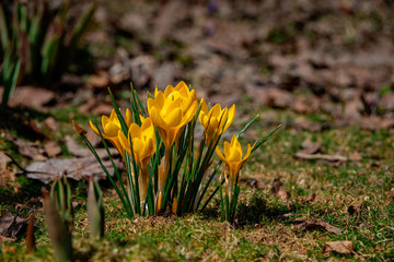 Young yellow crocus on the glade.