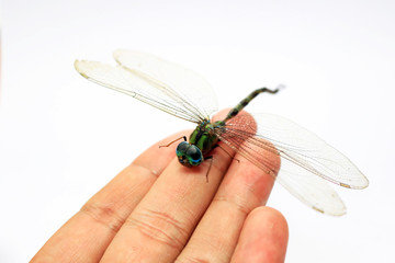 Green dragonfly holding the finger isolated in white background. Transparent wings insect.