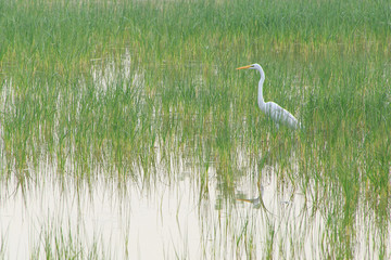 intermediate egret standing in lake in India