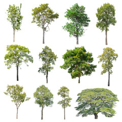 Isolated Trees on white background, Collection of trees.