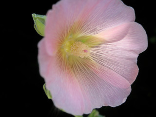 Fototapeta na wymiar Beautiful pink flower