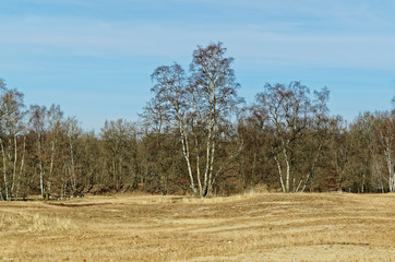 Trees standing under blue sky at the edge of a field