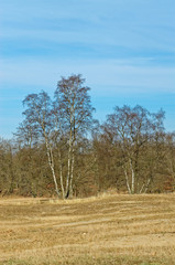 Trees standing under blue sky at the edge of a field