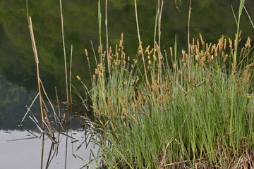 carex elata