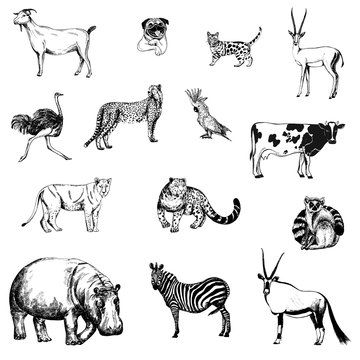 Set of hand drawn sketch style animals and birds isolated on white background. Vector illustration.