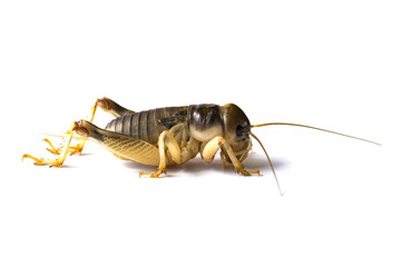 Image of cricket on white background., Insects. Animals