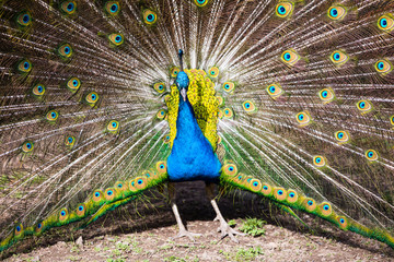 Obraz premium beautiful peacock in the zoo