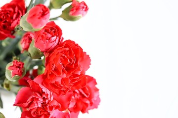 Bunch of Beautiful Red Carnation Flowers on White Background